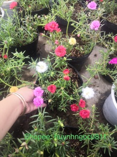Hoa mười giờ ngũ săc mix Thái