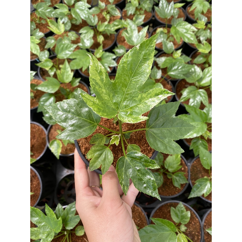 Chậu cứng Fatsia Spiders Web