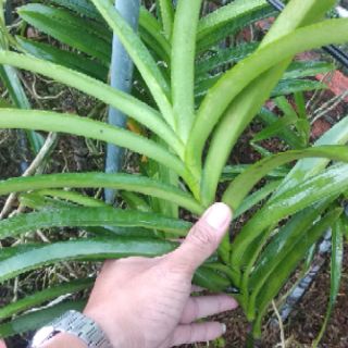 Hoa Lan Mokara Giống Thái Lan ( 10 cây đủ màu )