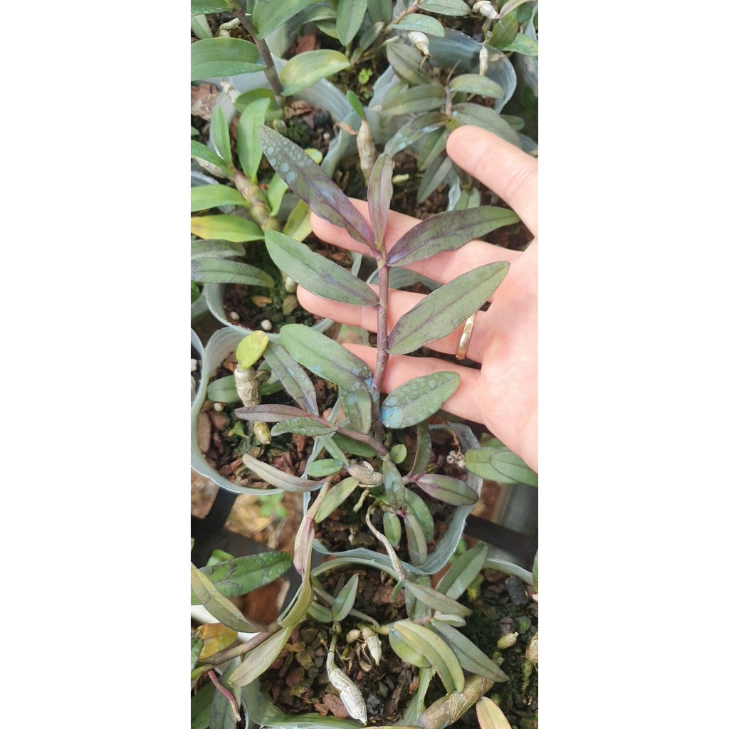 combo 10 loại phi điệp độc lạ