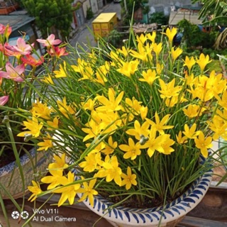 Huệ mưa vàng( củ teen và củ ngậm nụ)