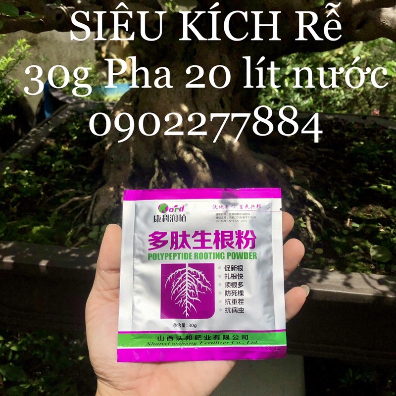 Siêu kích rễ Đài Loan 🇹🇼