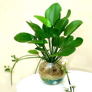 Combo 3 cây bách thủy tiên kèm chậu