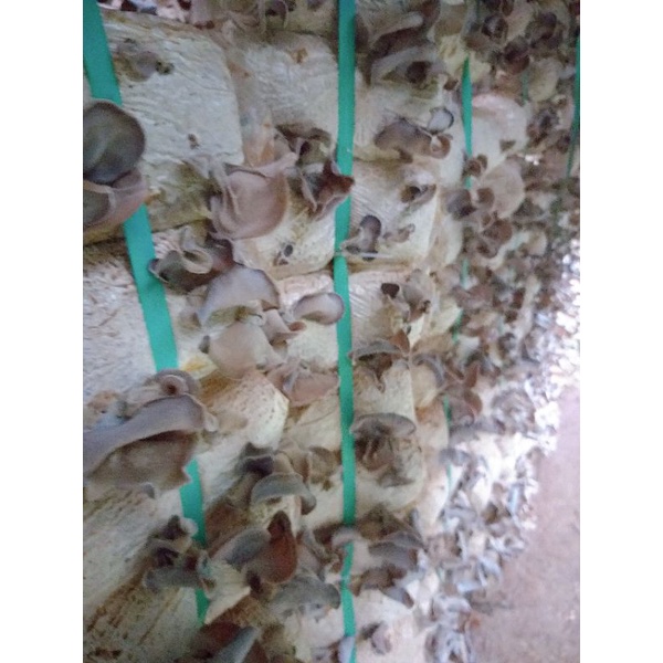 Nấm mèo đen  loại to, dày - 500gam-100% hữu cơ,  được sản xuất tại Lâm Đồng