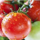 Phân bón Siêu To Củ PIV -Phì củ, nặng củ, chắc củ, bóng củ, chống thối, nứt trái, kéo tinh bột vào củ - Loại 50gam