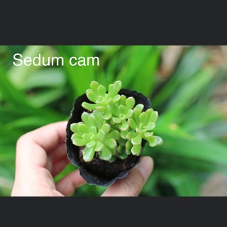 Sedum camm