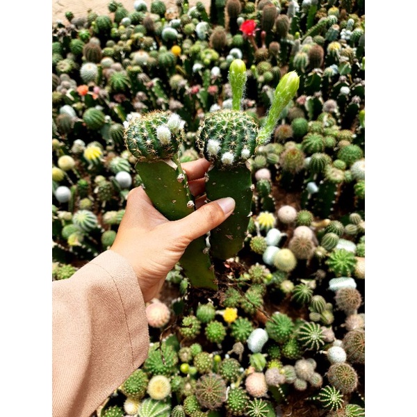 Xương rồng Lobivia Bicolor