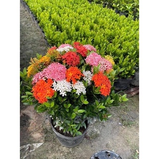 Cây hoa mẫu đơn Thái ngũ sắc