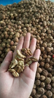 QUẢ ÓC CHÓ