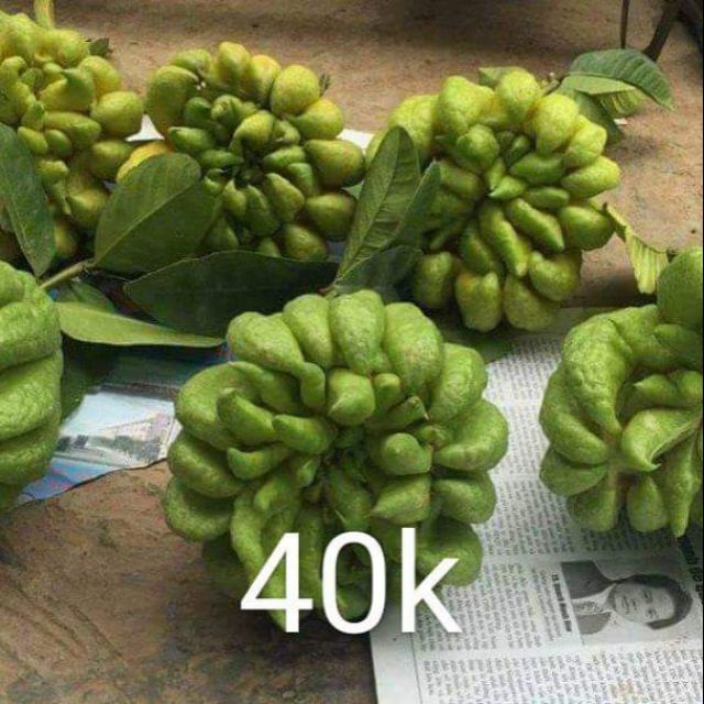 Quả phật thủ