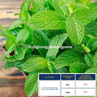 100H - HẠT GIỐNG RAU BẠC HÀ MINT