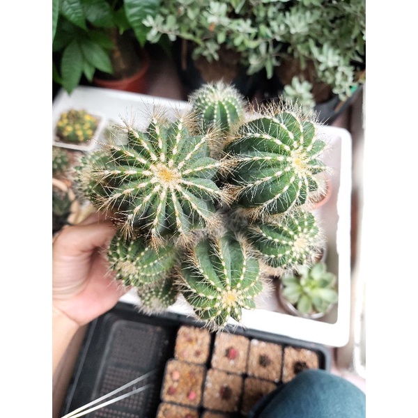 Xương rồng khế bụi