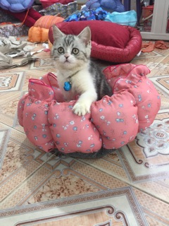 Nệm thú cưng