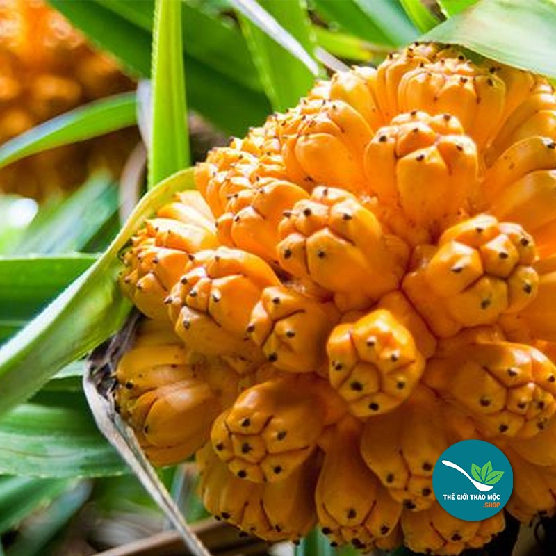 Dứa Dại - 1Kg - TM046