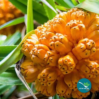 Dứa Dại - 1Kg - TM046