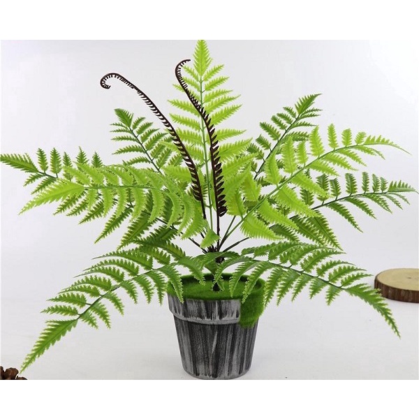 Cây Dương Xỉ Mỹ Bản Lá To Xanh Mướt Lạ Mắt, Rất Dễ Trồng Và Chăm Sóc, Trồng Để Bàn Lọc Khí - Cao 25 cm