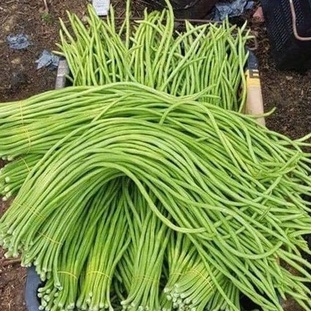 HẠT GIỐNG ĐẬU LĂNG XANH