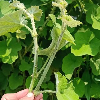 1kg khô Cây mâm xôi rừng có gai dùng làm thuốc