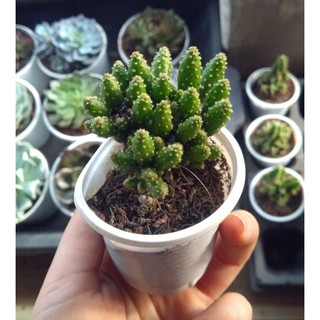 Xương rồng núi - dạng bụi