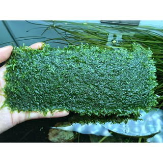 Vỉ Rêu Mini Taiwan 8x20