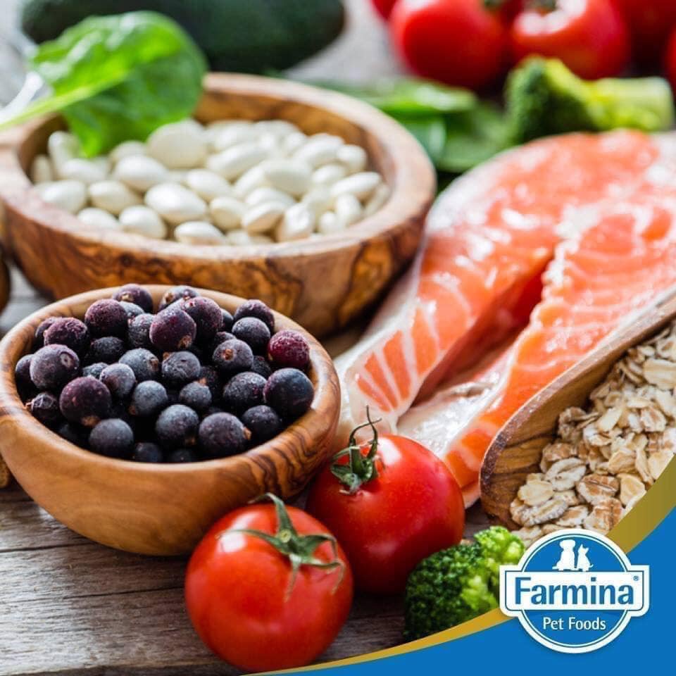 Farmina N&D PRIME KITTEN- THỊT GÀ & LỰU CHO MÈO CON, ĐANG MANG THAI HOẶC CHO CON BÚ