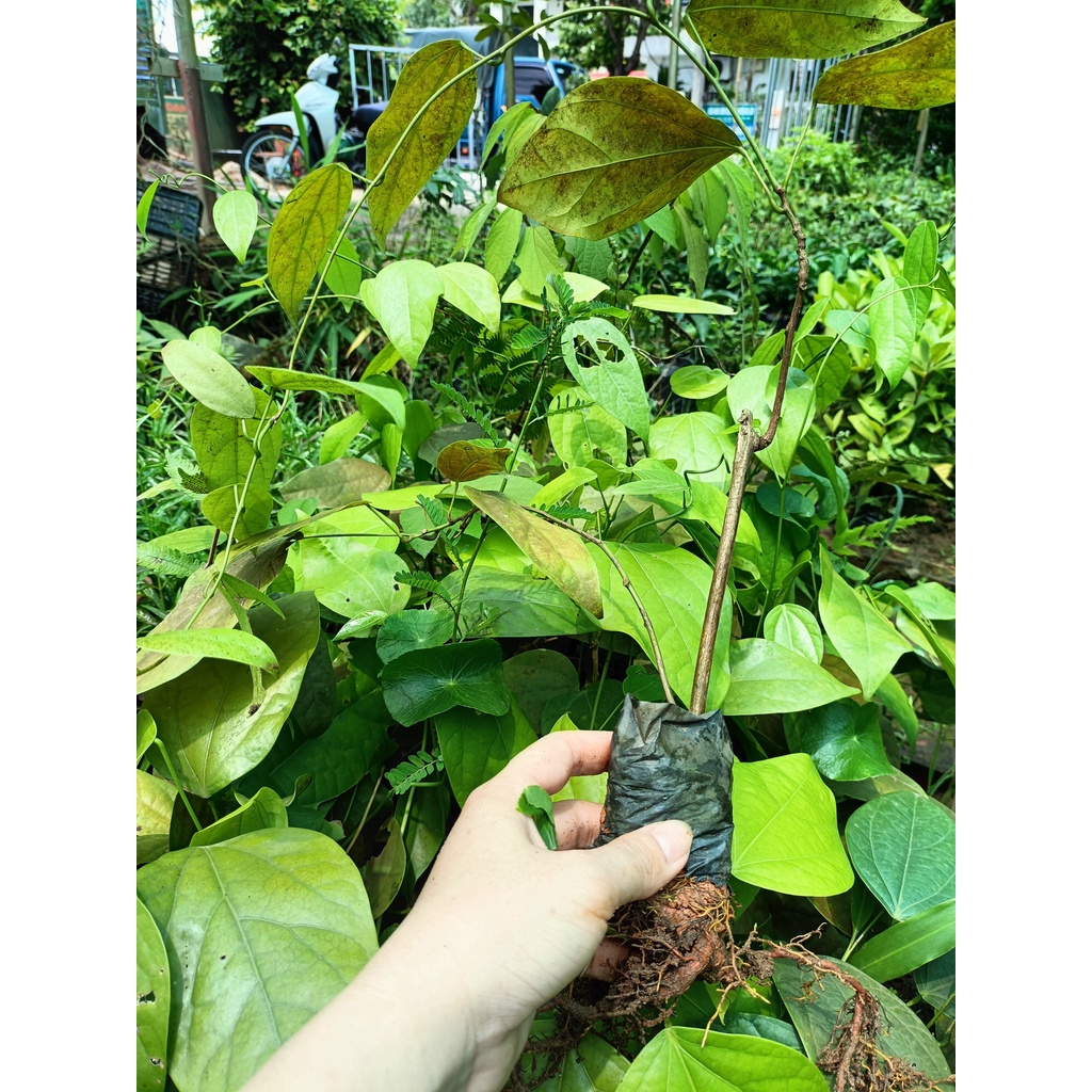 Cây giống hoàng đằng