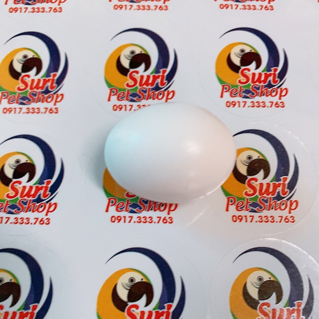 Trứng giả hàng Ý dành cho Vẹt Macaw