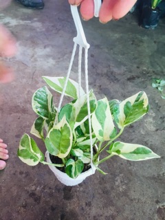 TRẦU BÀ CẨM THẠCH MINI