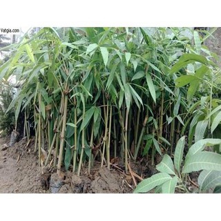 Cây giống măng tre bát độ