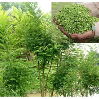 cây giống CÂY HOA HÒE - CÂY THẢO DƯỢC QUÝ VIỆT NAM