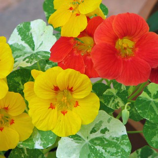 💐🌺 HẠT GIỐNG HOA SEN CẠN MIX 🌺 💐