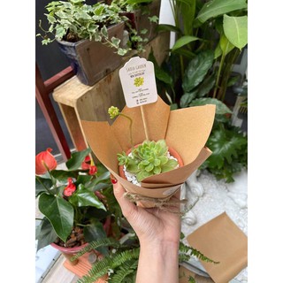 Combo quà tặng Sen đá gói sẵn - món quà ý nghĩa
