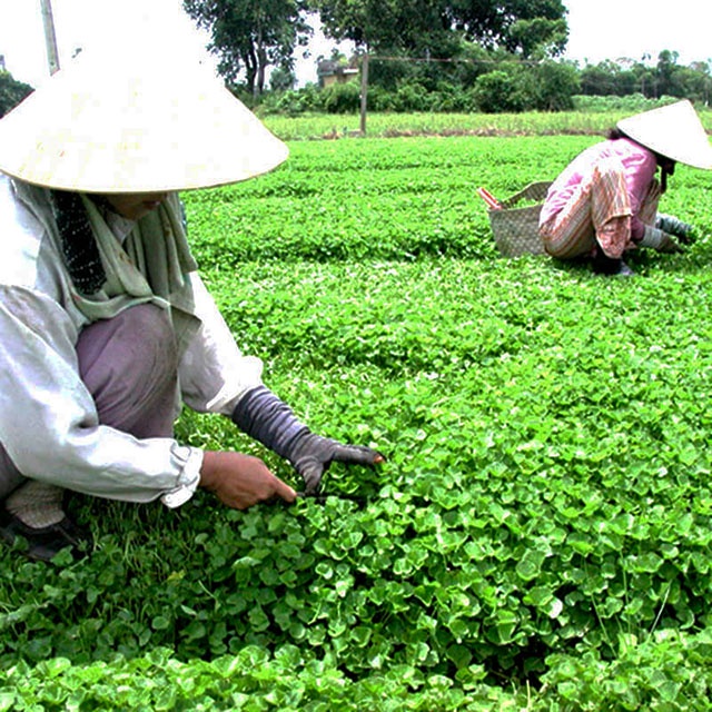 Hạt giống rau má lá nhỏ 200 hạt