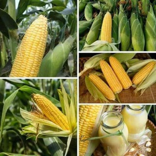 BỘ 100 HẠT GIỐNG NGÔ NGỌT VÀNG