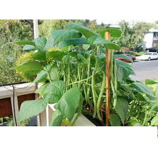 Hạt giống đậu cove bụi lùn sai trái 10gr