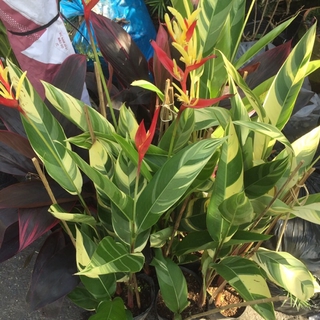 Cây chuối thiên điểu cẩm thạch ( bụi lớn )