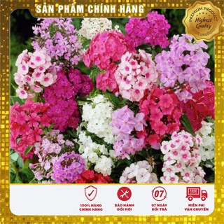 Hạt giống hoa Thanh Trúc Mix nhiều màu gói 50 hat hoa thanh trúc