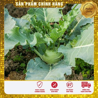 Hạt giống su hào xanh