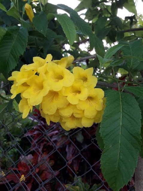 Cây hoàng yến
