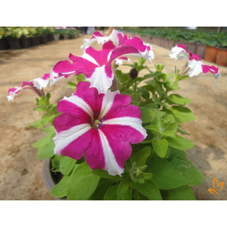 HẠT GIỐNG HOA DẠ YẾN THẢO SỌC NHIỀU MÀU - GÓI 0,3 GRAM