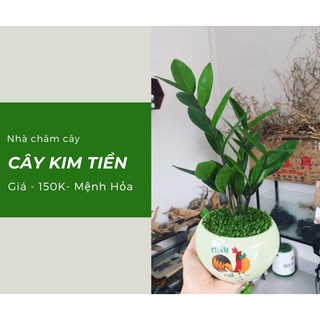Cây kim tiền - size bé
