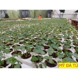 HOT - COMBO 5 CÂY DÂU TÂY GIỐNG MỸ ĐÁ TÙ NUÔI CẤY MÔ