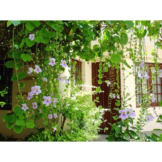 Cây hoa cát đằng- Trang trí sân vườn- Decor-Phong thuỷ-Cây hoa kiểng Đồng Tháp