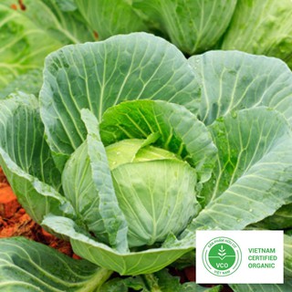 1g Hạt giống Bắp cải xanh (tặng gói Kích nẩy mầm và Hướng dẫn) THUTHUY
