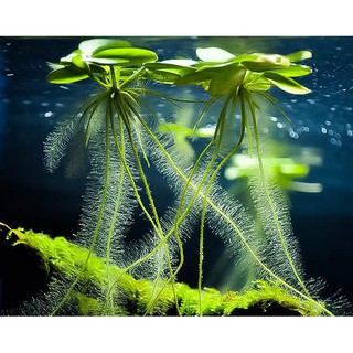 bèo nhật thủy sinh-15pcs