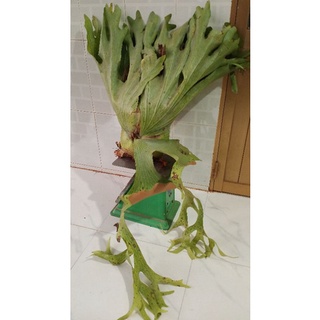 cây ổ rồng holltumii