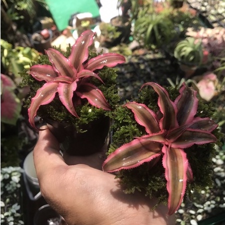 Dứa phụng mini, dứa hồng, dứa Nam Mỹ, cây bán cạn, Bromeliads, Cryptanthus Pink Star, dứa màu