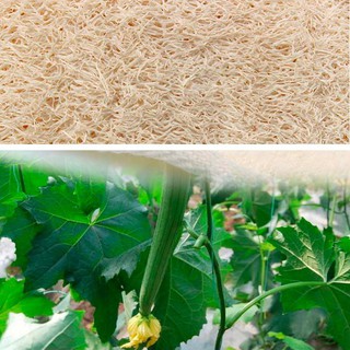 Dây chà lưng sợi xơ mướp