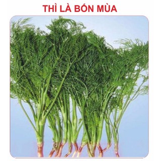 5gr - HẠT GIỐNG RAU THÌ LÀ