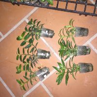 PHI ĐIỆP RỒNG LỬA ( Cây Giống )